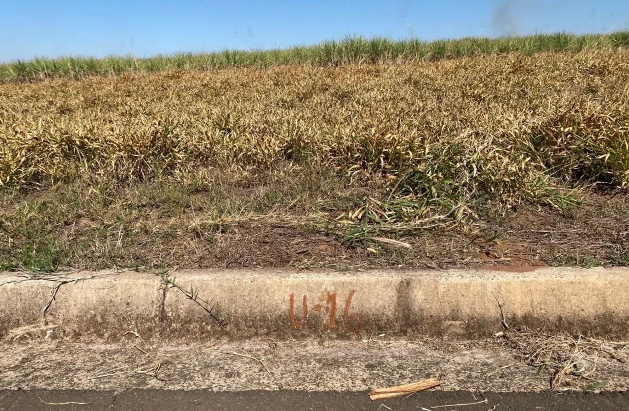 Foto - Pirassununga - Jardim Santo Agostinho