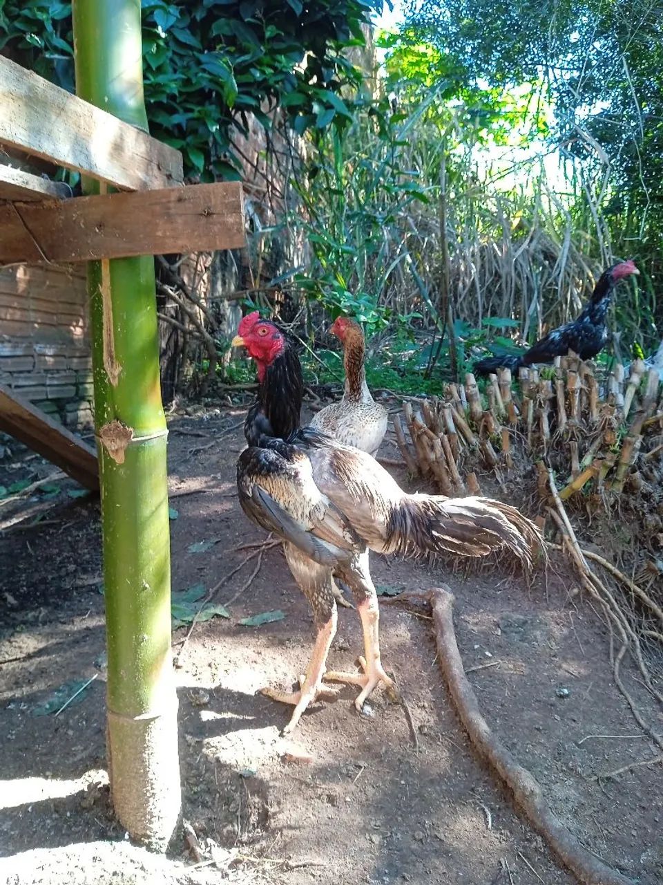 Frango índio gigante  - Foto 5