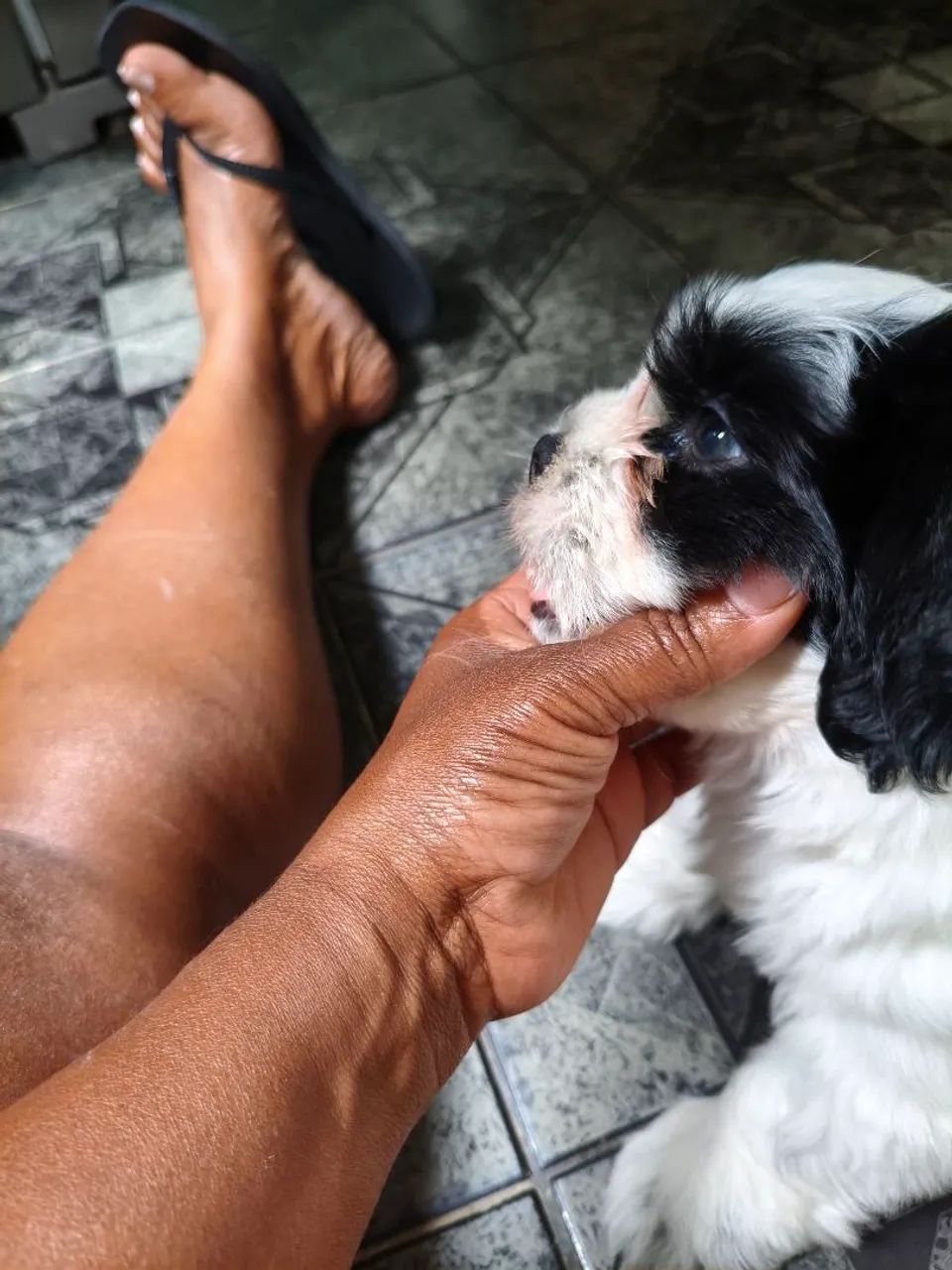 Cachorro chitzu 
