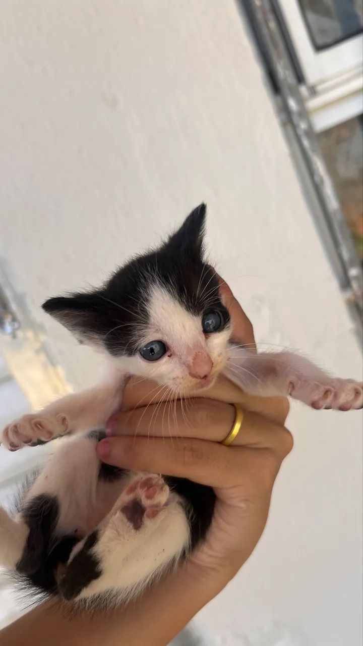 Adoção  - Foto 4