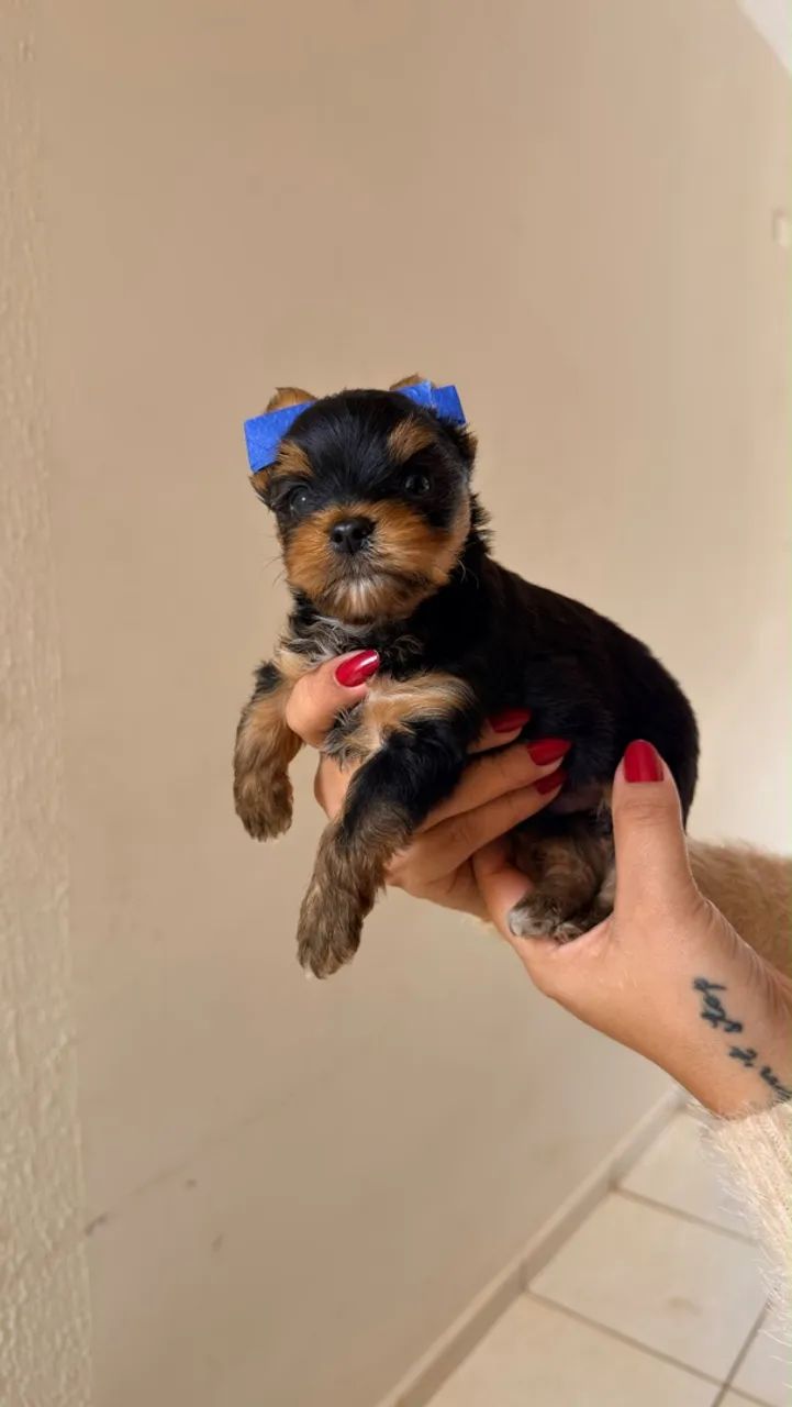 Filhotes machos yorkshire terrier 