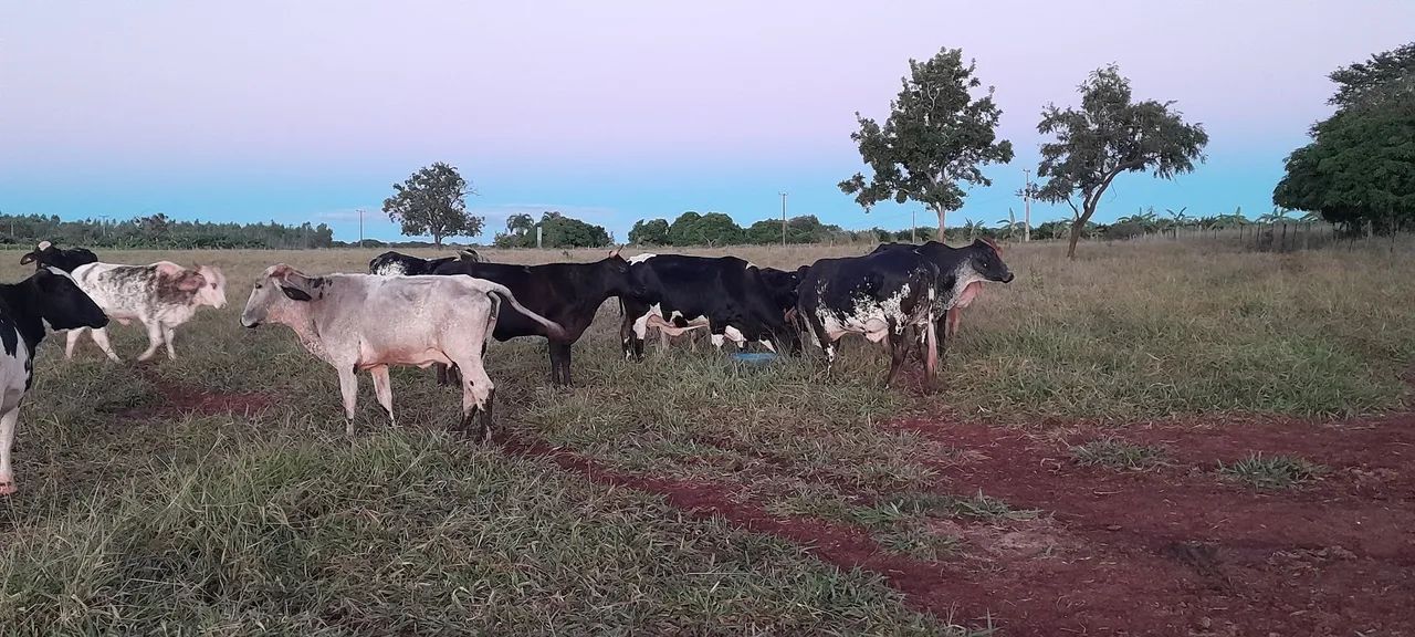 NOVILHAS LEITEIRAS 