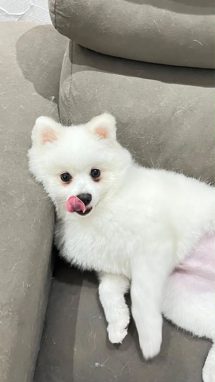 Spitz Alemão - Foto 2