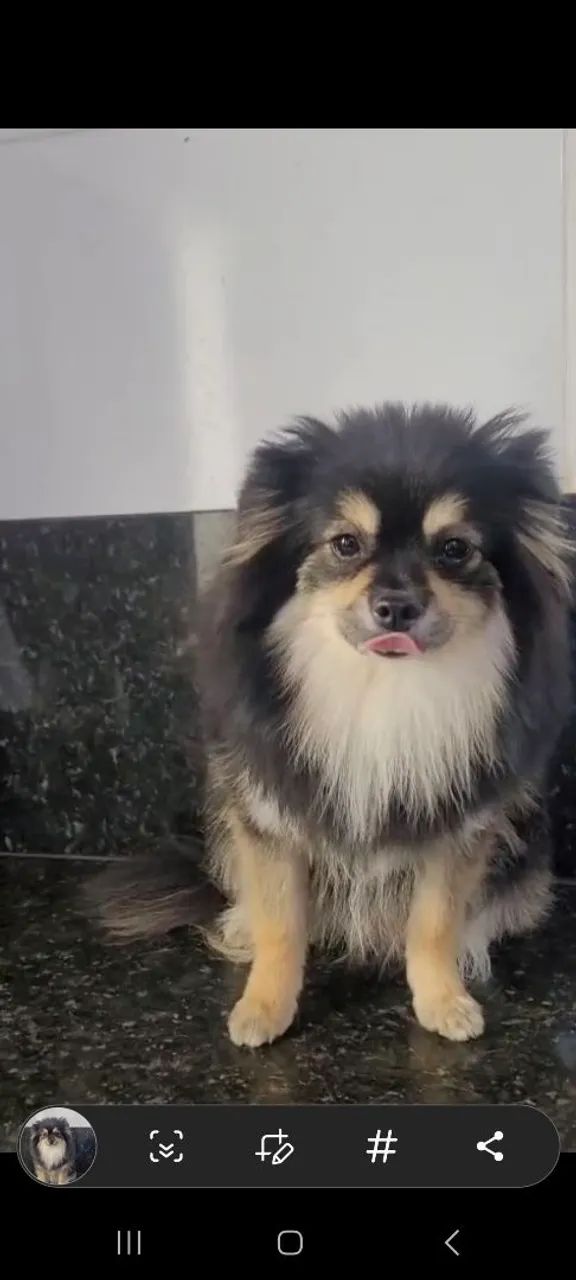 Spitz alemão Anão 
