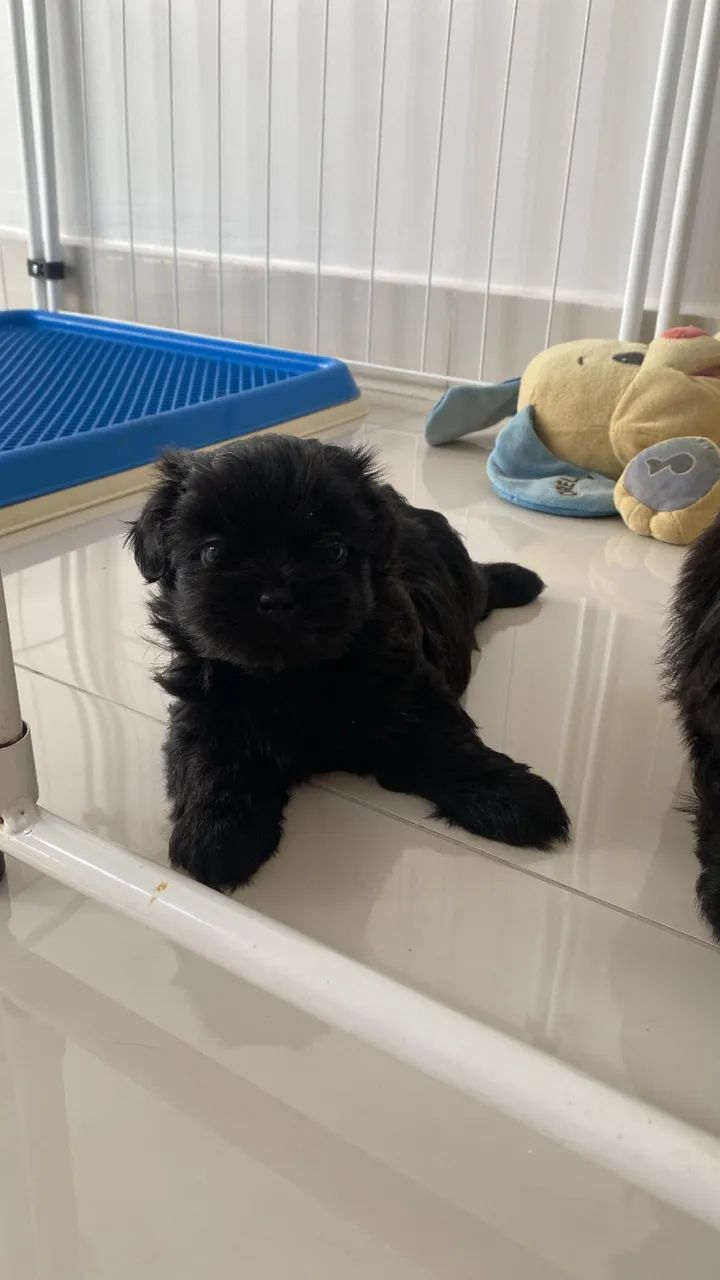 Lhasa apso machos e fêmeas  - Foto 3