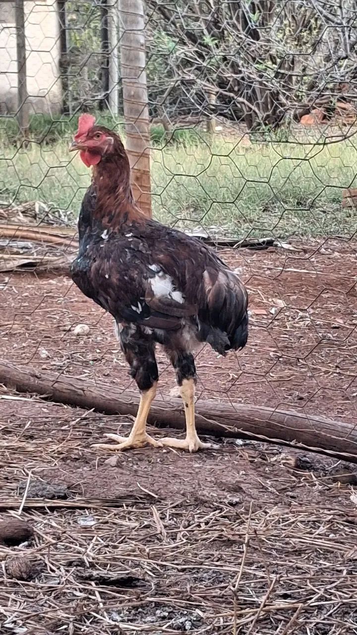 Frango / galo GSB - Foto 2