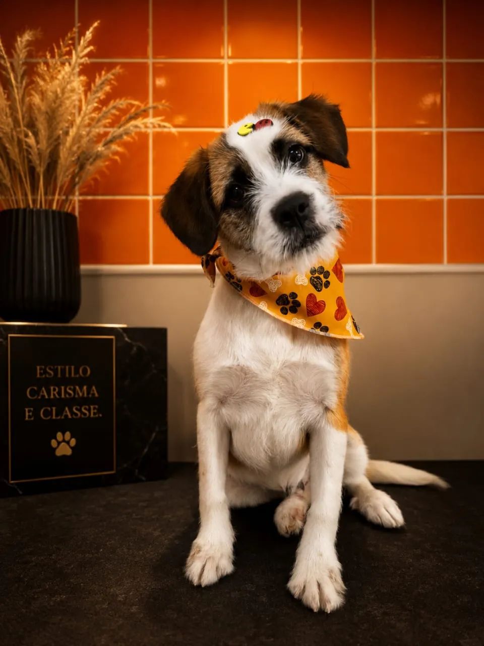 Cachorro  - Foto 2