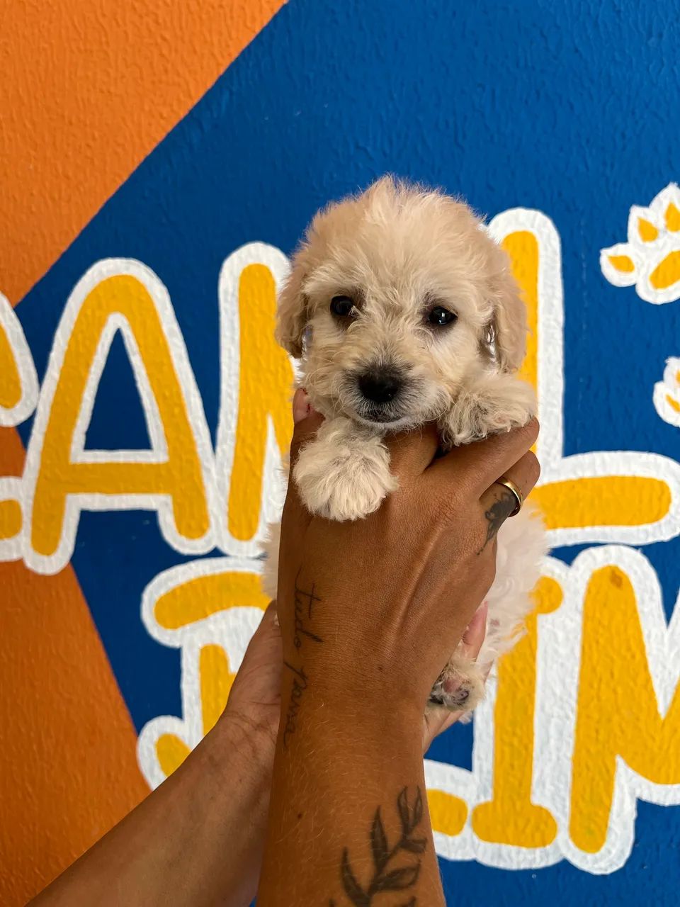 Poodle toy  - Foto 4