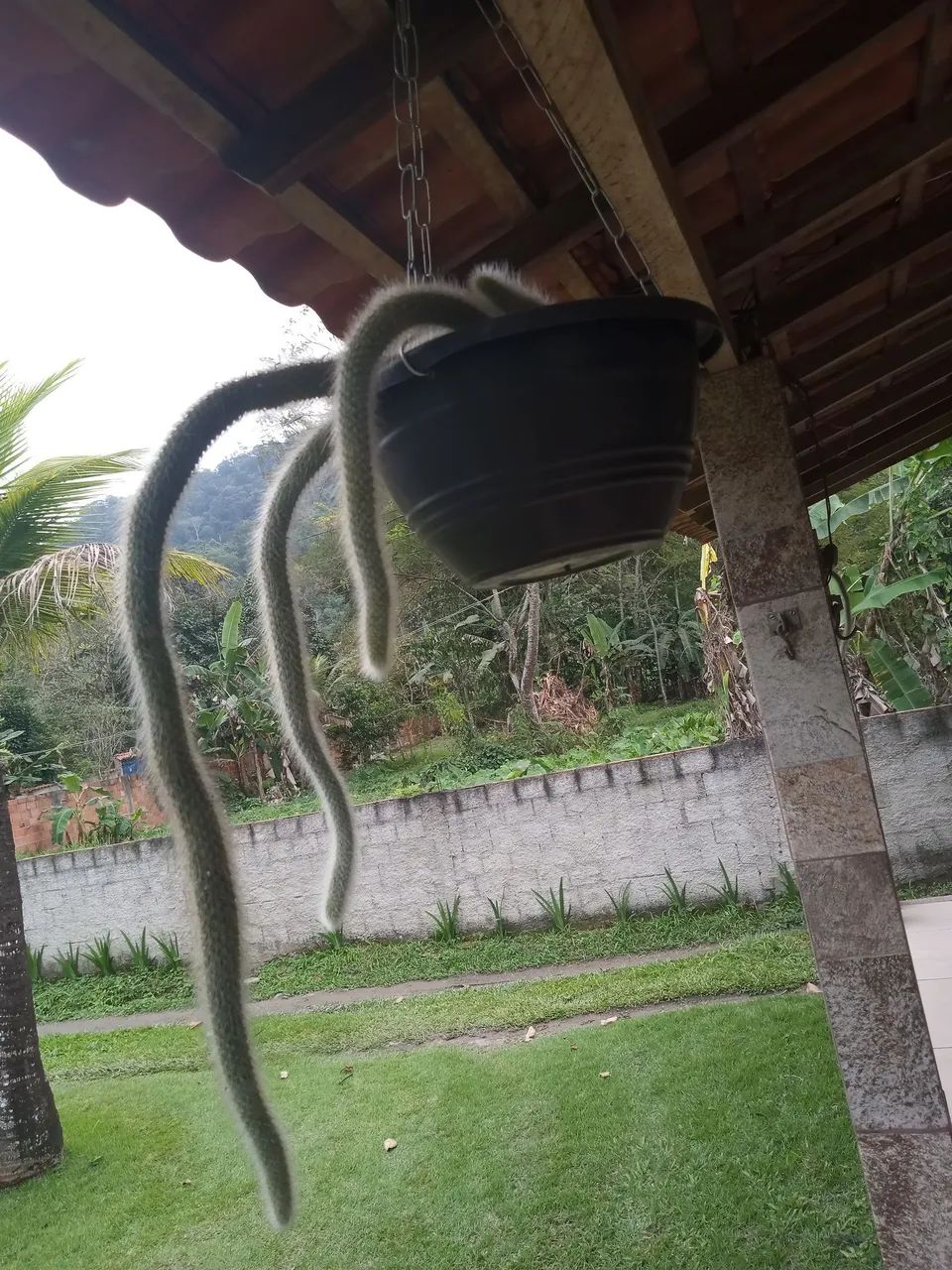 Mudas de Plantas 