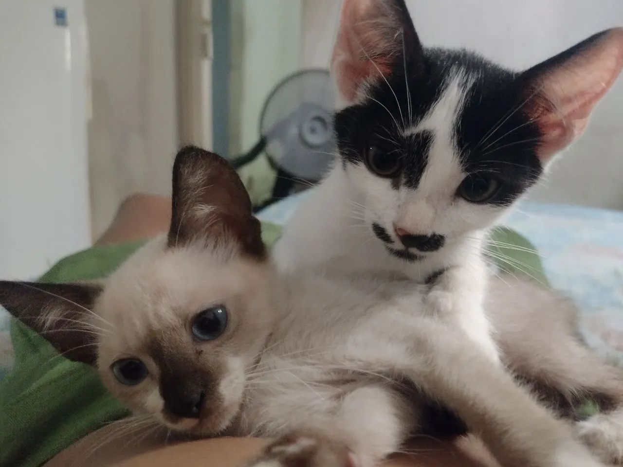 Doar gatos
