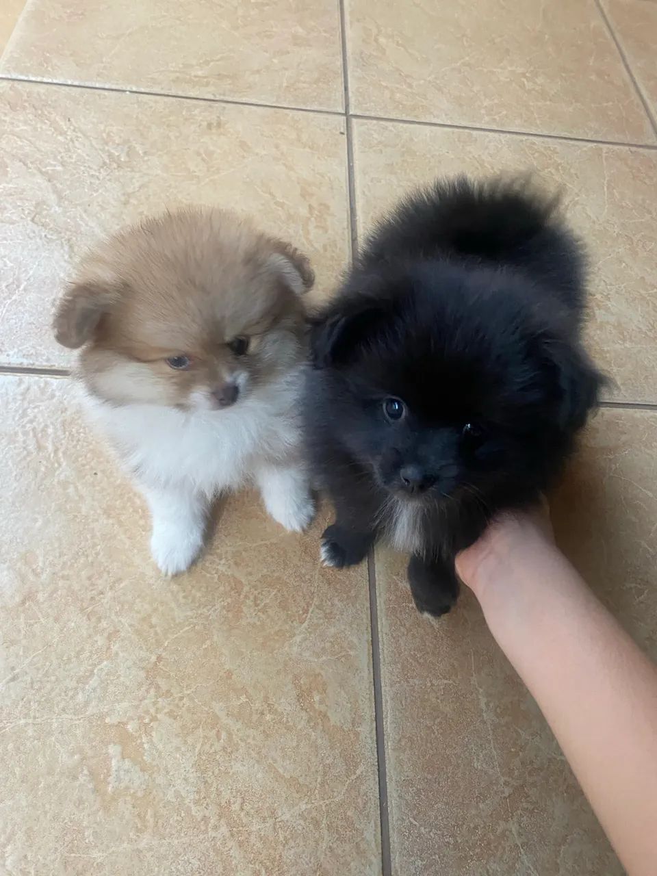 Venda de cachorro Spitz