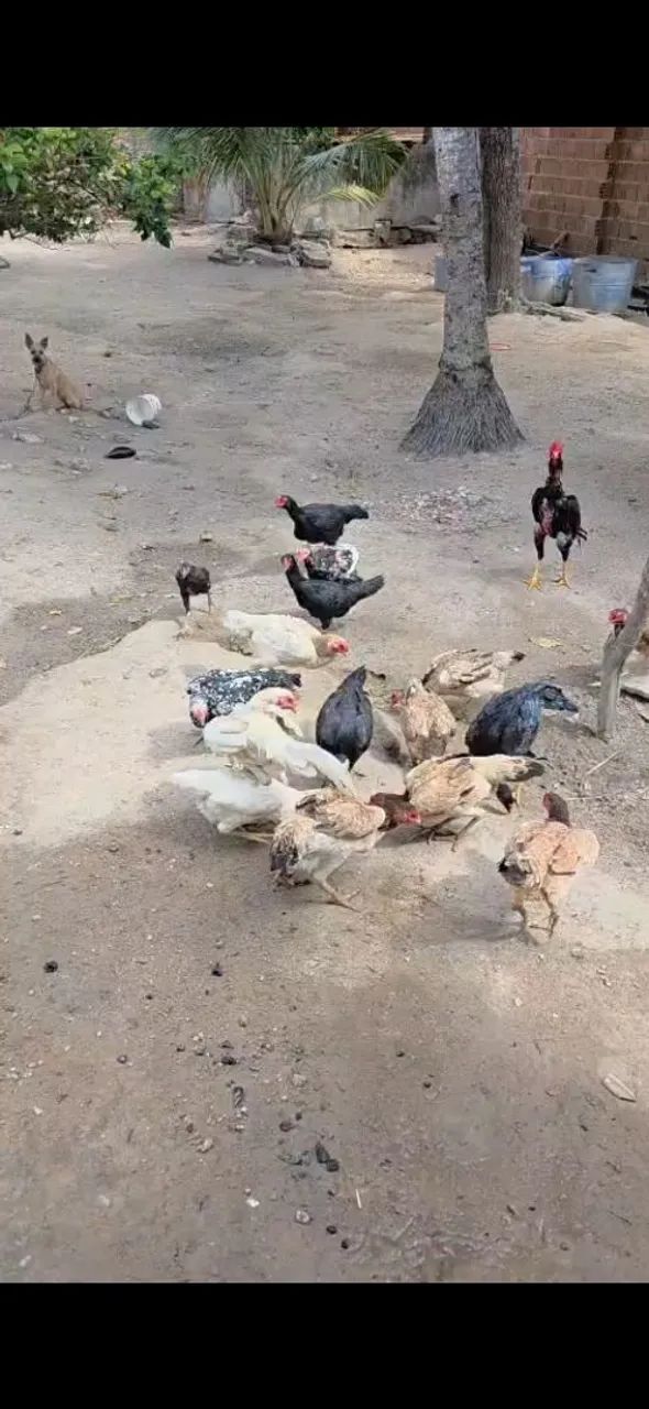 Vende-se aves - Foto 4