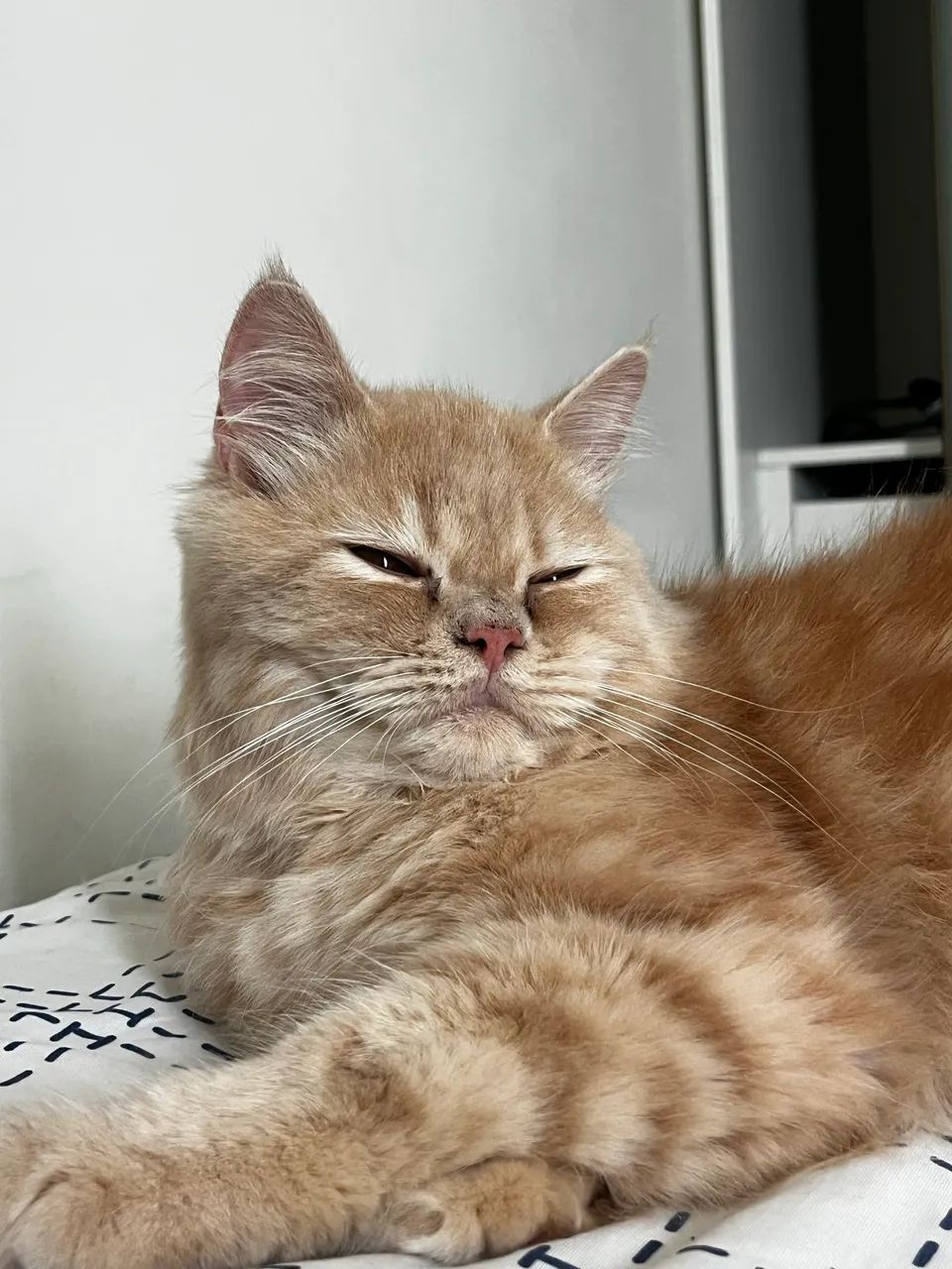 Gato persa 6 meses