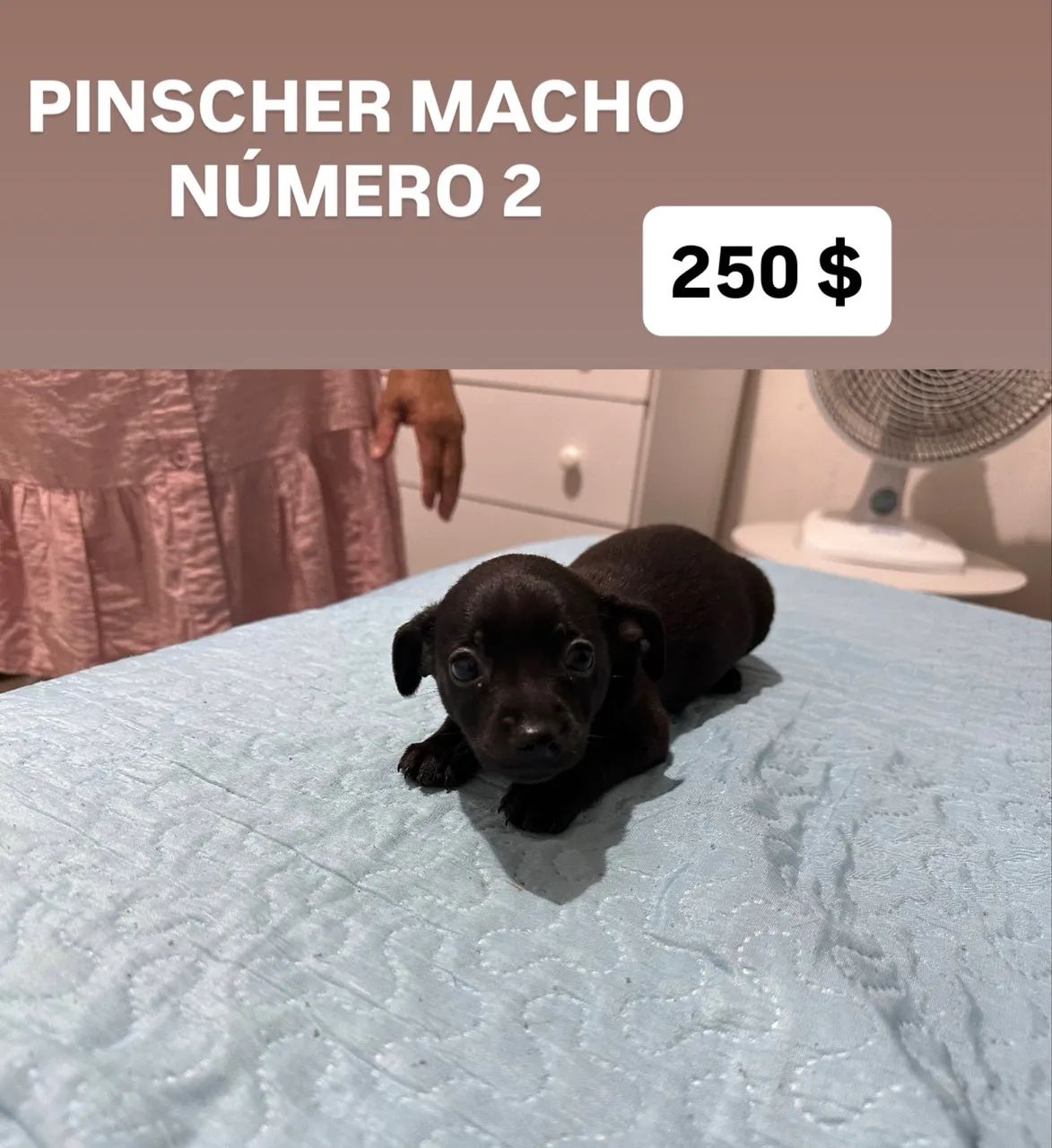 PINSCHER - Foto 3
