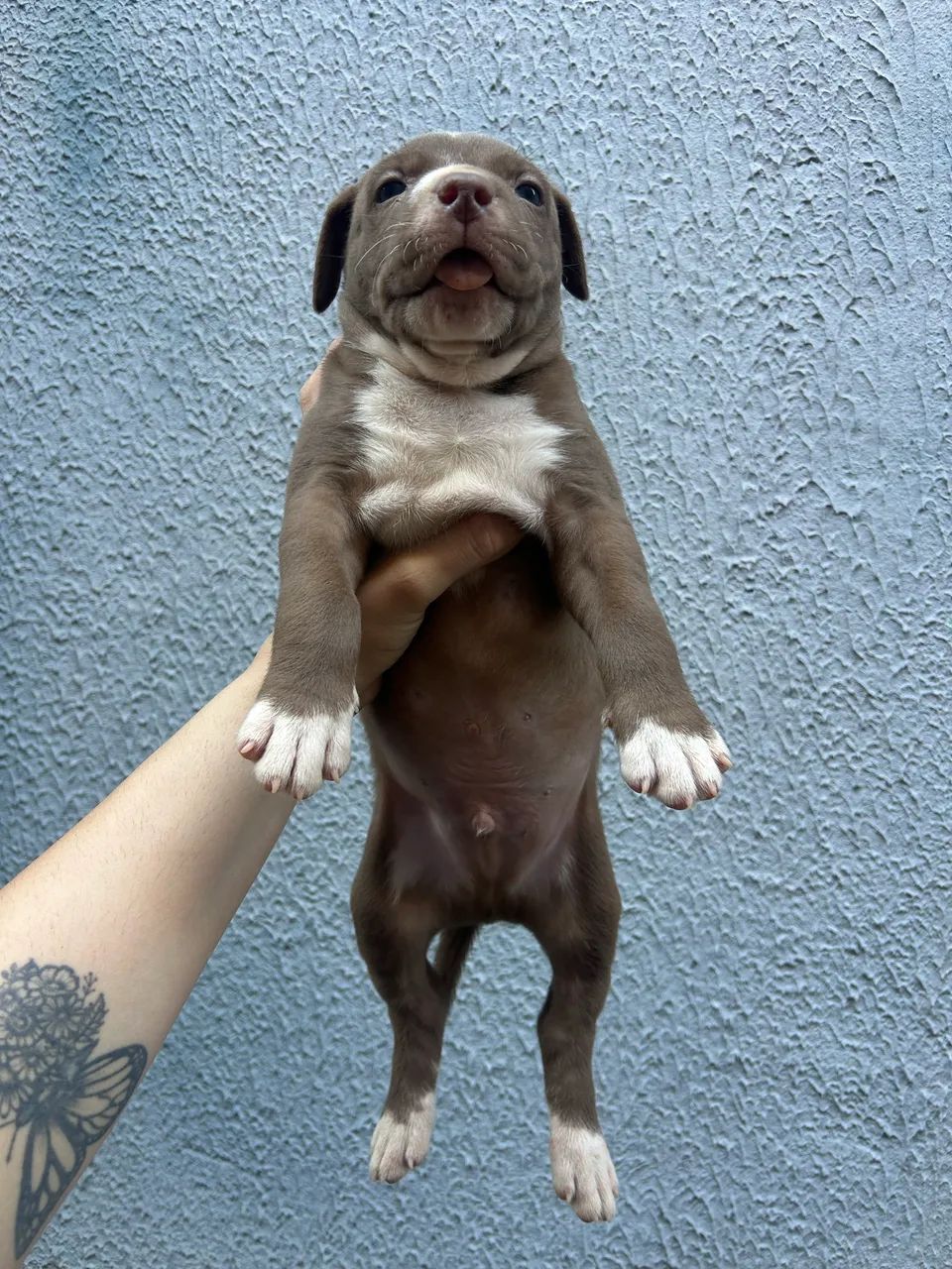 Filhote de Pitbull Handsome Macho 