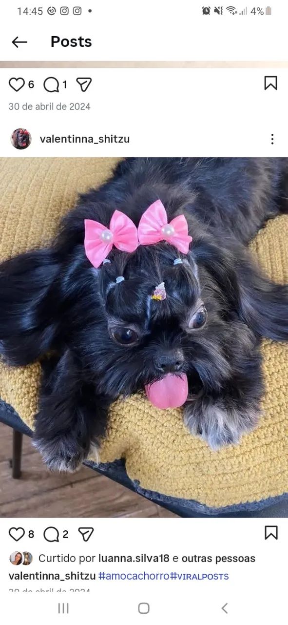 Cachorrinha 