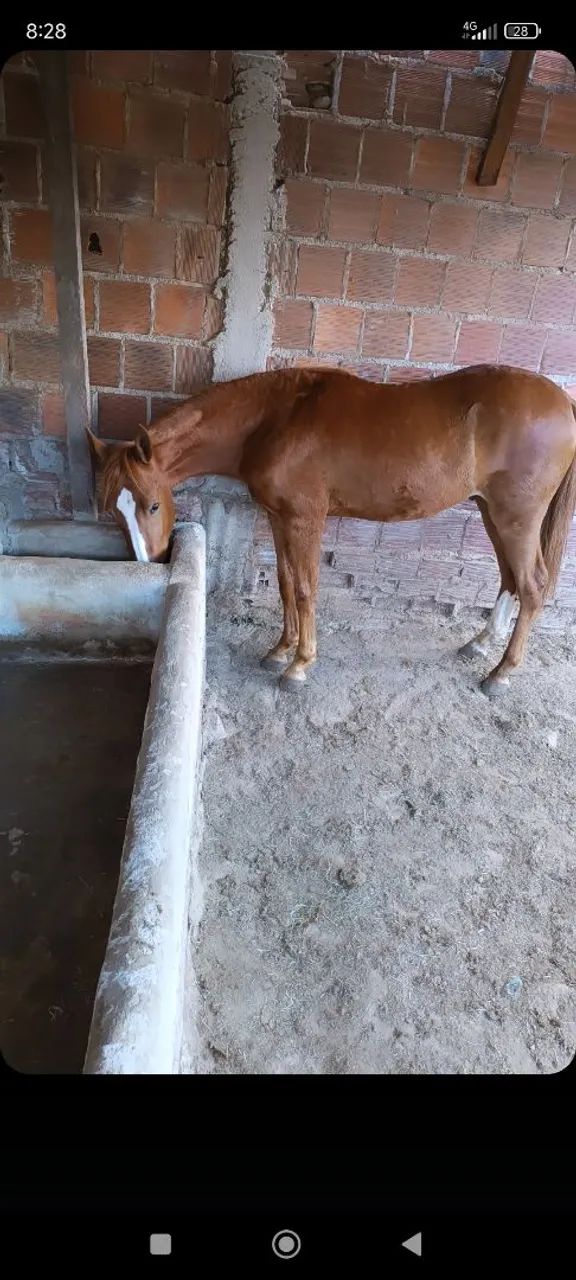 Cavalos  - Foto 2