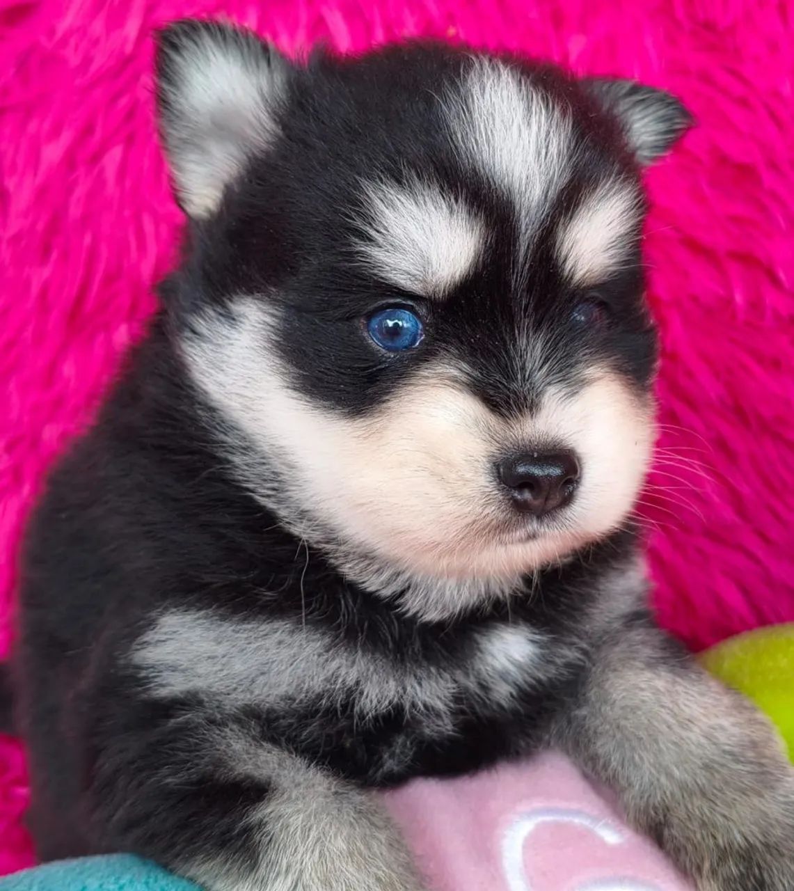 Filhotes de pomsky  - Foto 2