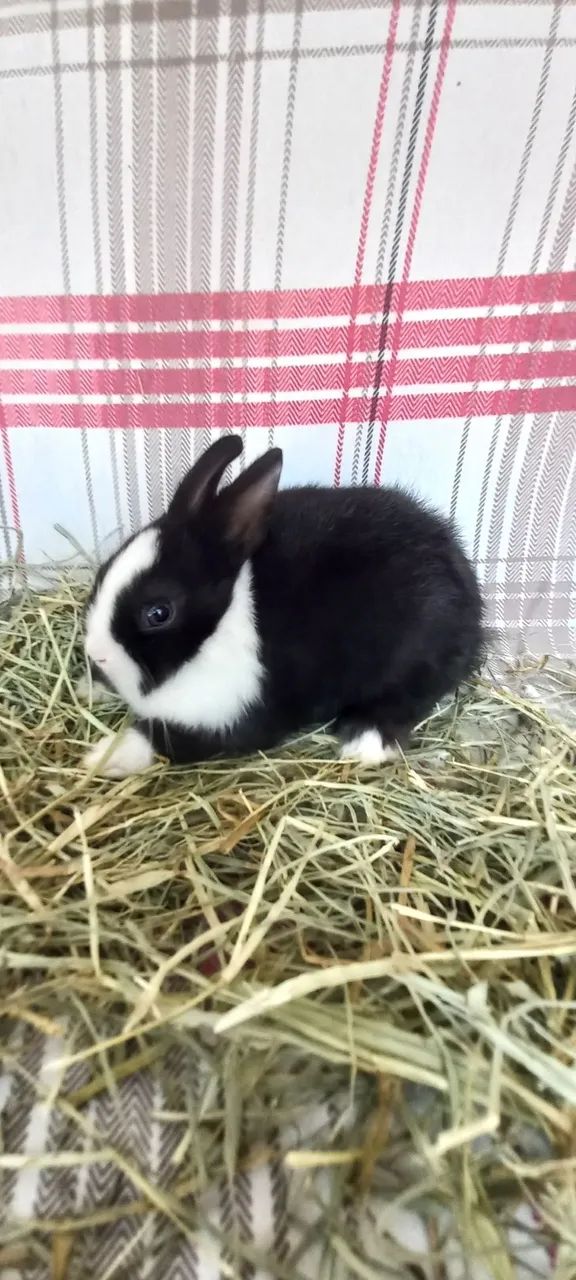 Netherland Dwarf  - Foto 5