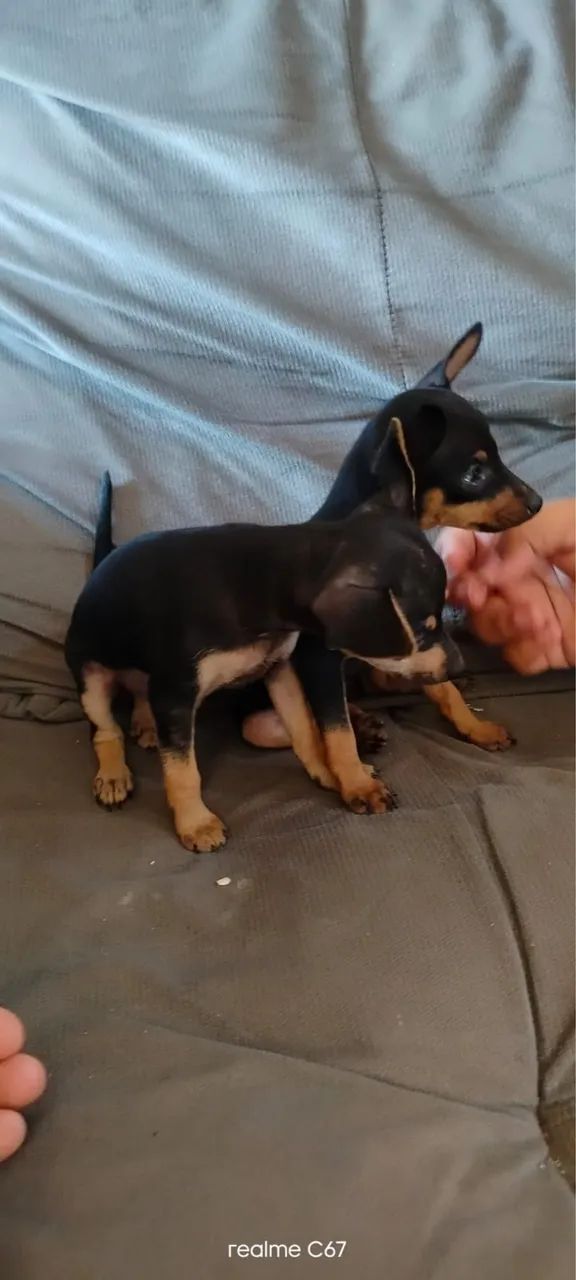 Casal de pinscher  - Foto 2
