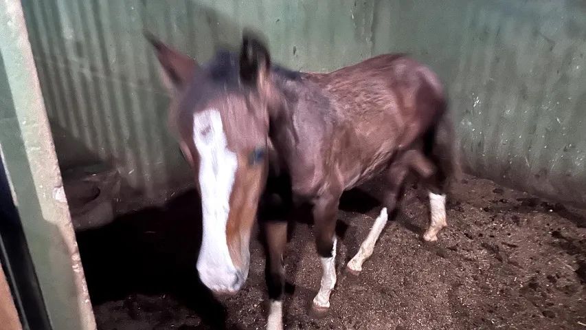 Potros Crioulo - Cavalo - Foto 4
