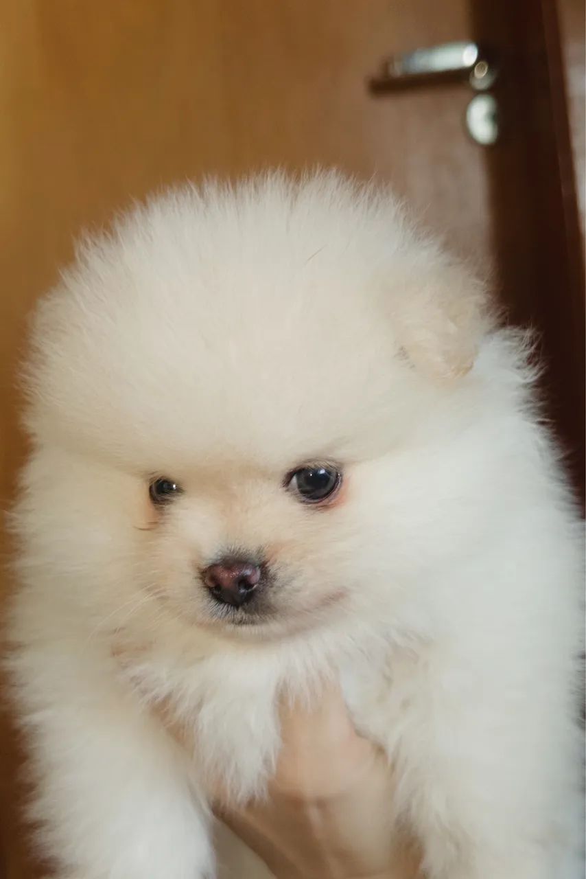 Spitz Alemão Ursinho  - Foto 4