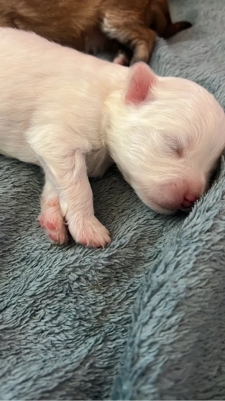 Cachorro  - Foto 2