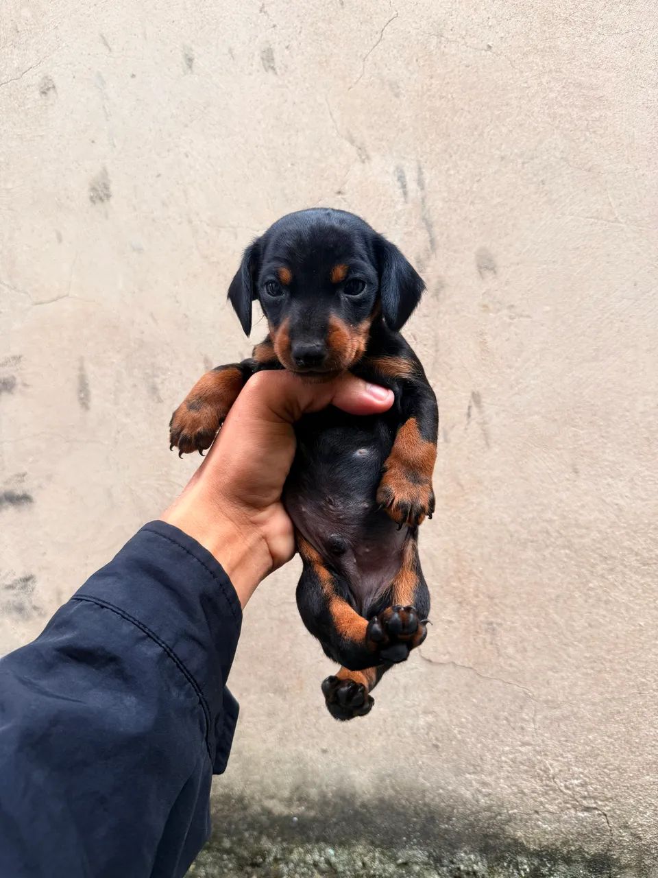 Filhotes de Pinscher  - Foto 4