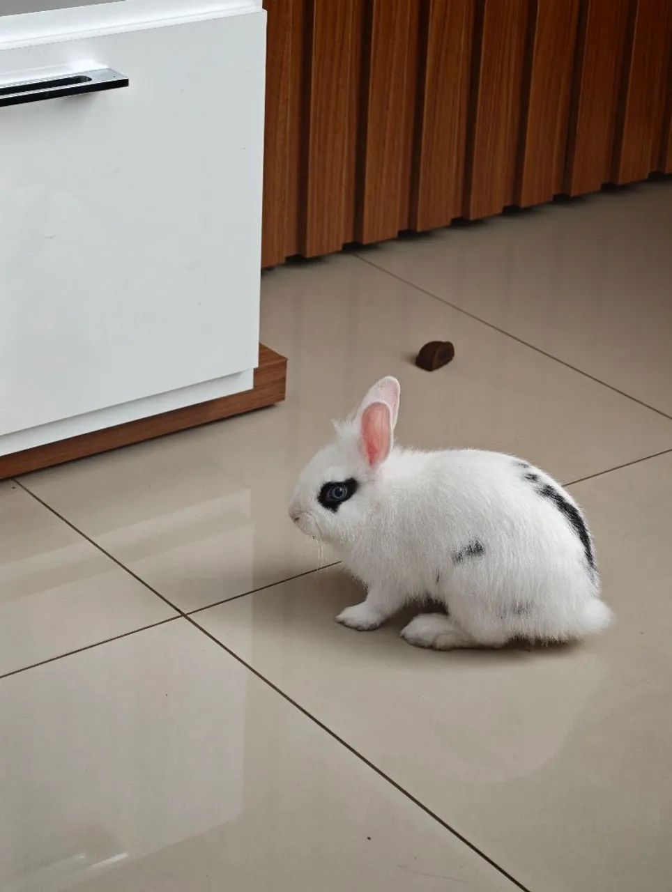 Coelho mini - Foto 5