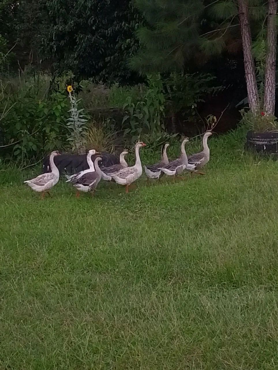 Vendo casal de ganso 