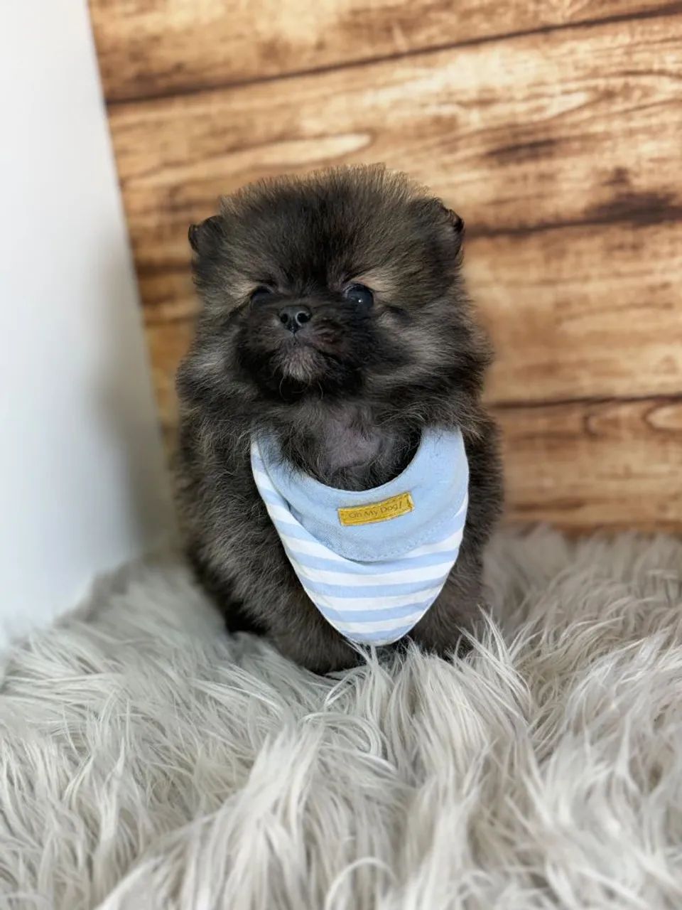 Spitz alemão 