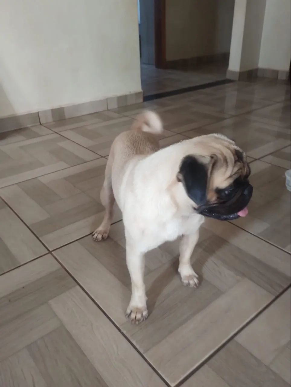 Pug macho 1ano e meio  - Foto 3