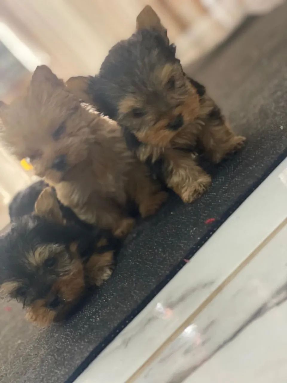 Yorkshire terrier mini - Foto 3