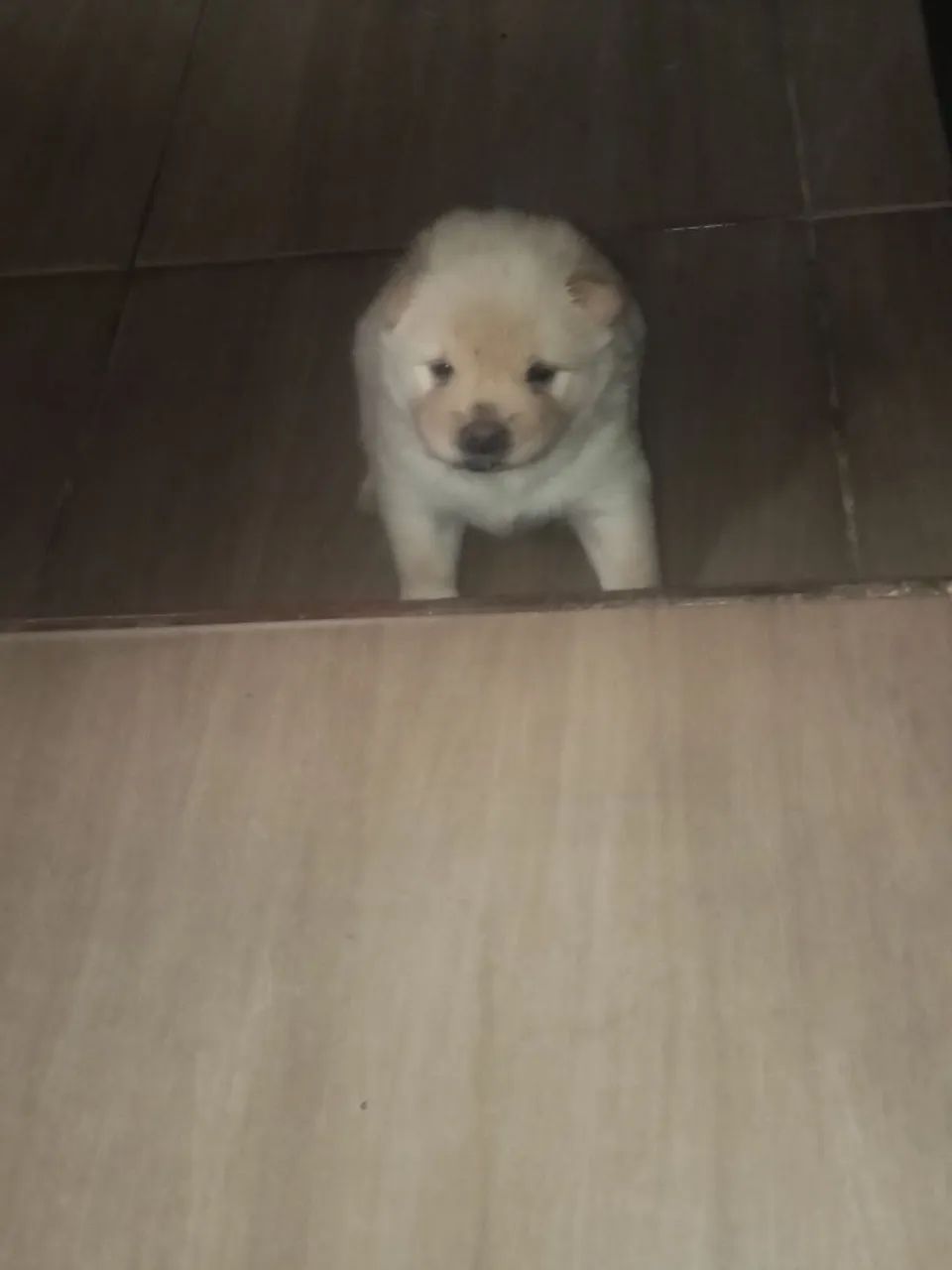 Cachorro para vender 