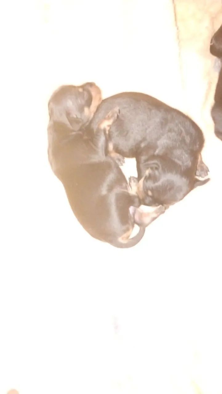 PINSCHER  - Foto 3