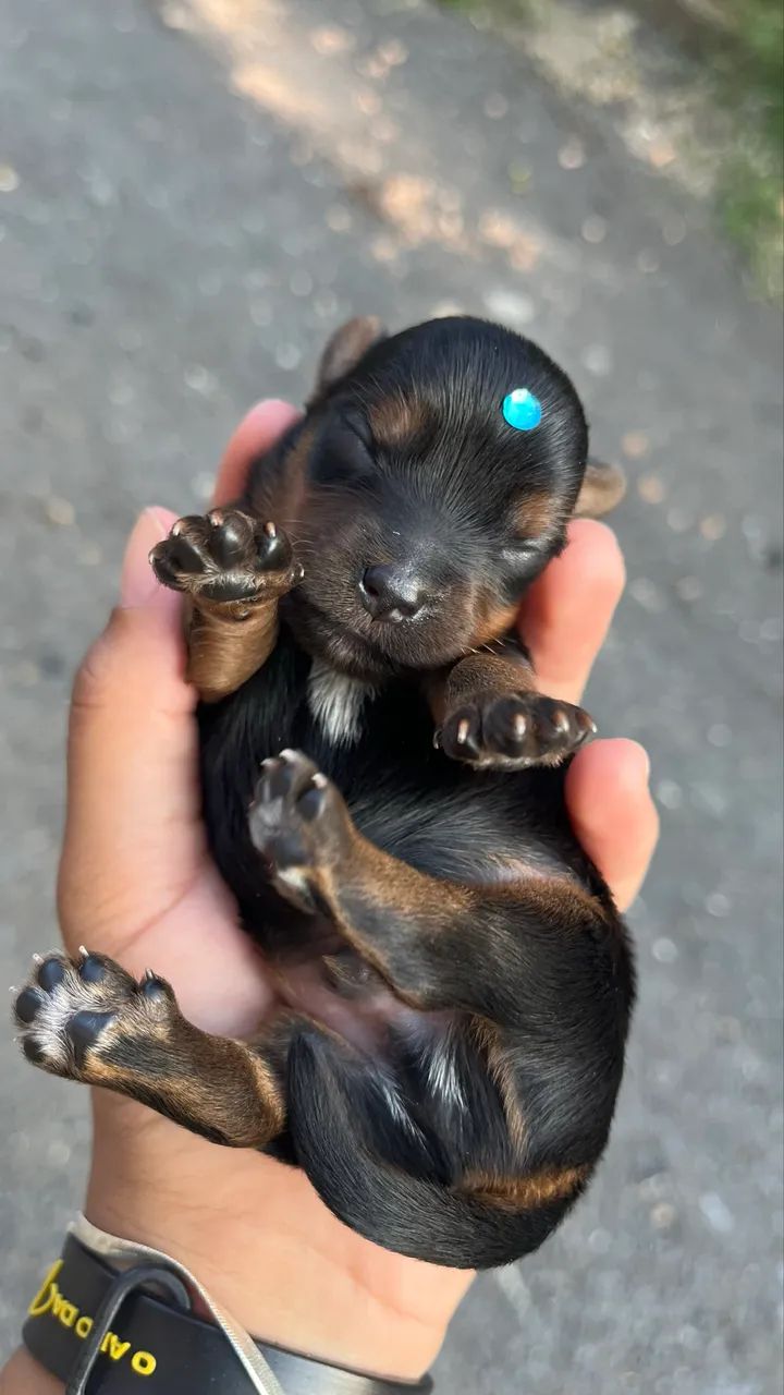 Yorkshire Micro Face