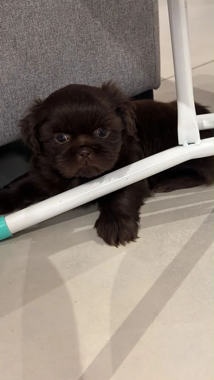 Cachorro Shihtzu - Foto 2