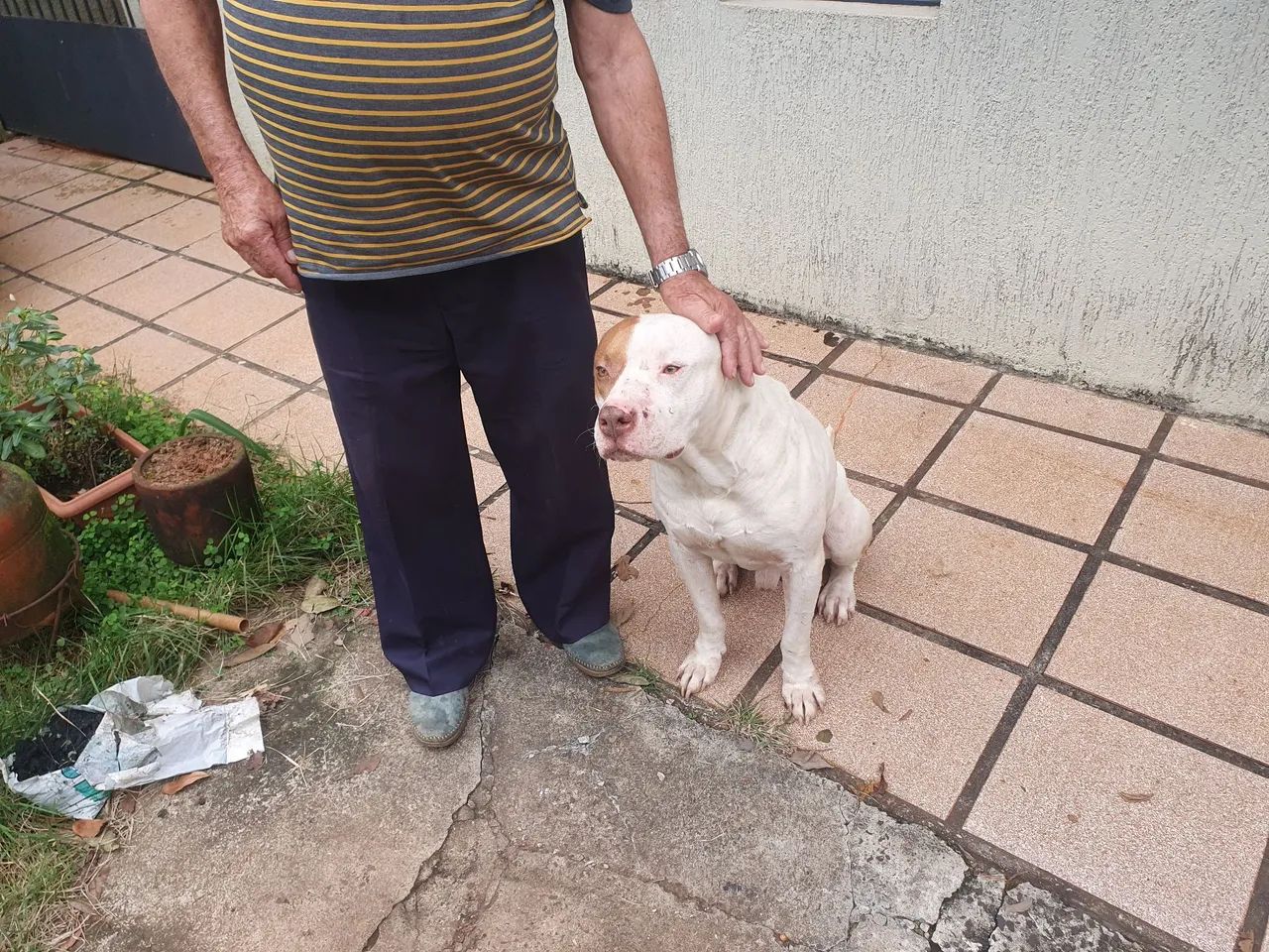 Doa se pitbull - Foto 4