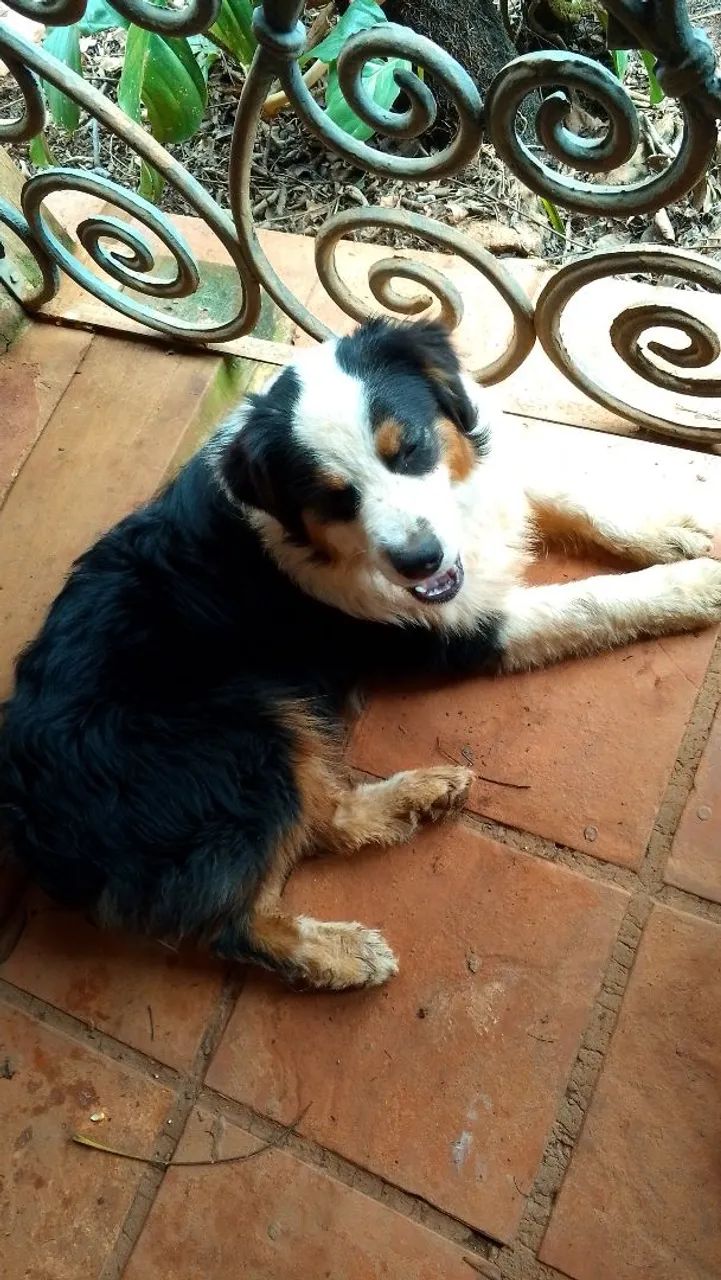 Pastor australian Shepherd 