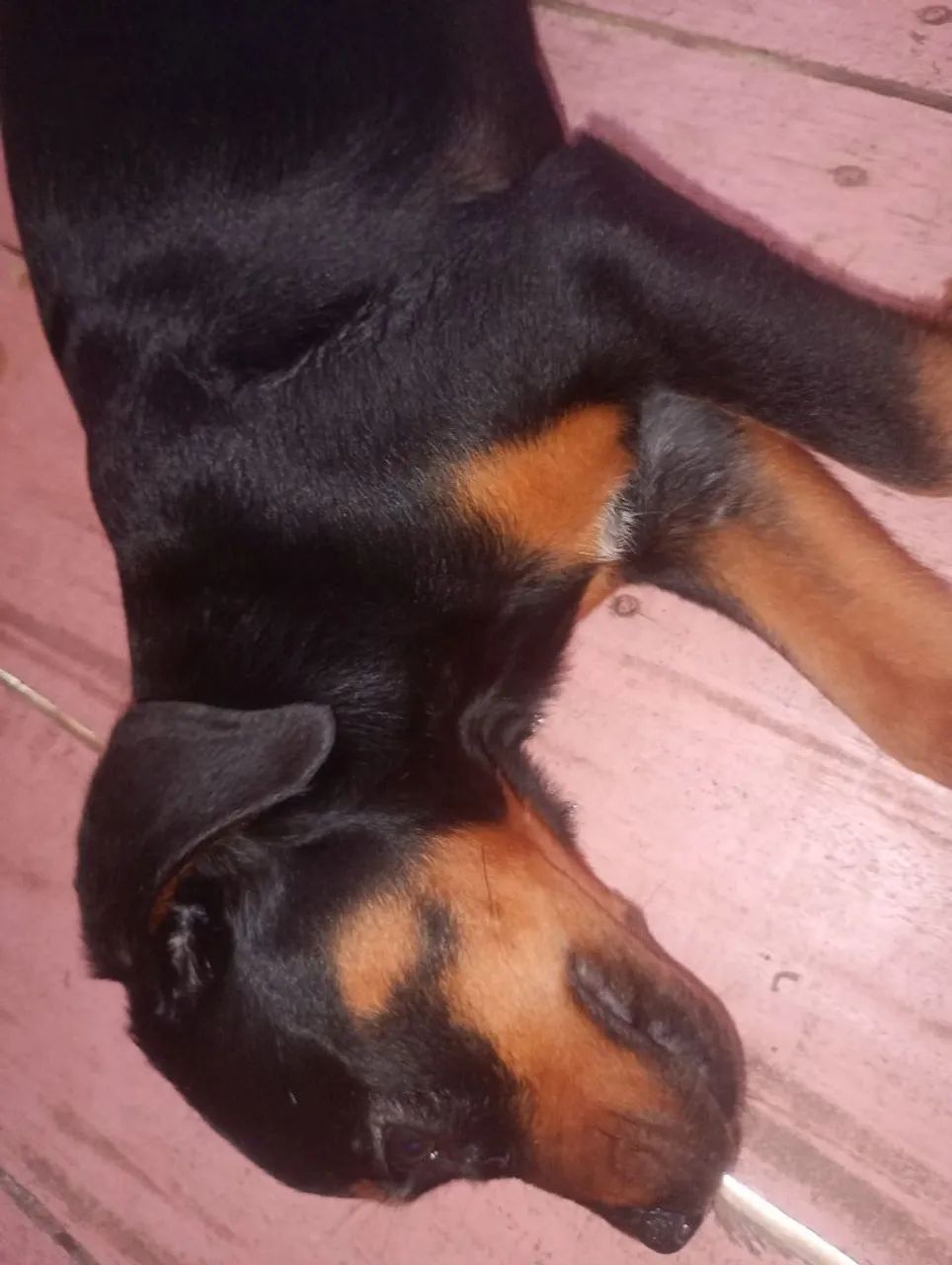 Rottweiler fêmea  - Foto 3