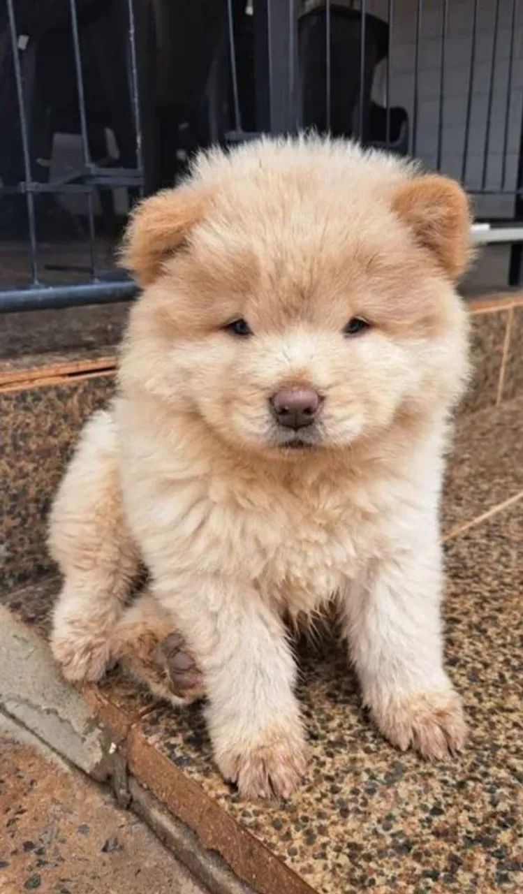 Filhote de Chow Chow  - Foto 5