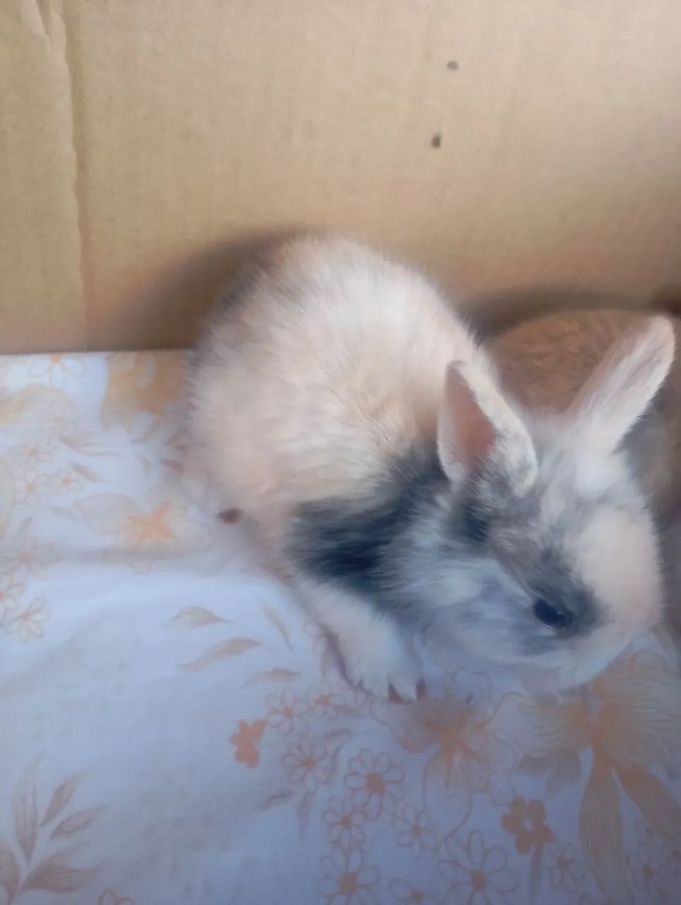 Coelhos filhotes  - Foto 6