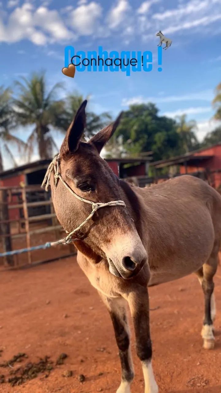 Burro disponível 