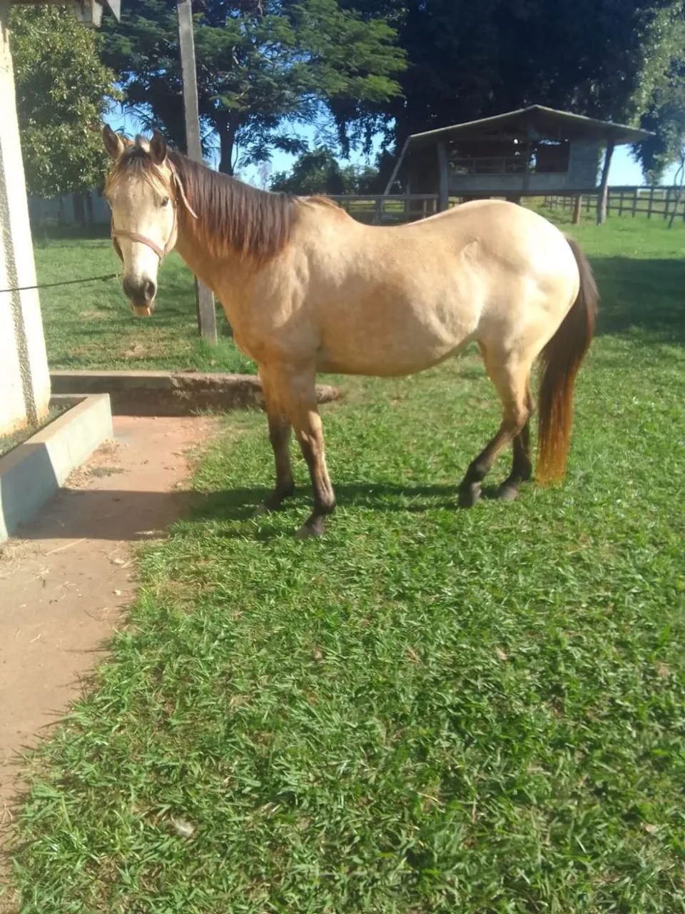 Vende-se cavalo - Foto 2