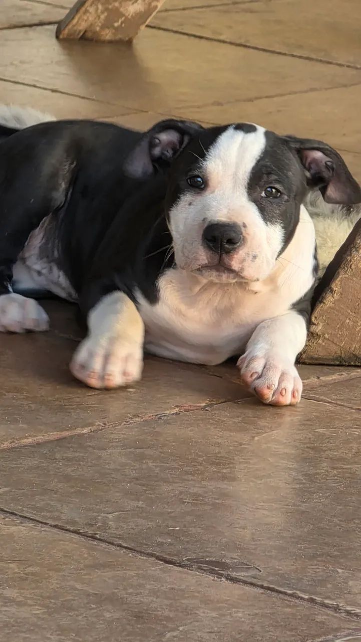 Pitbul  tóp  - Foto 4