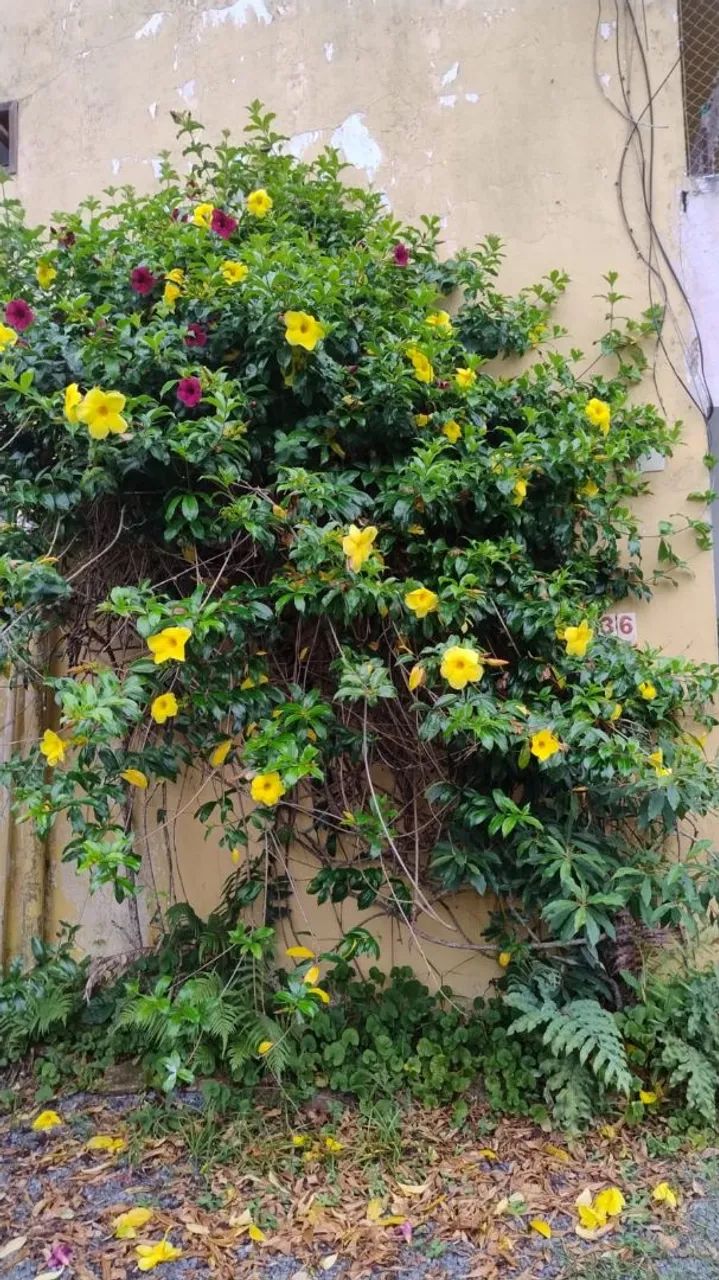 VENDO UM PRÉDIO COM 4 APARTAMENTOS NA LAGOA DA CONCEIÇÃO  - Foto 3