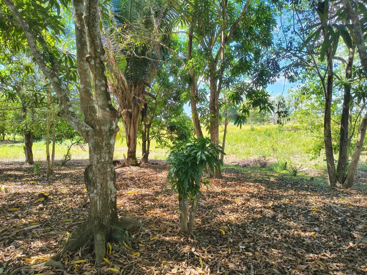 vende -se chácara ou troca  - Foto 3