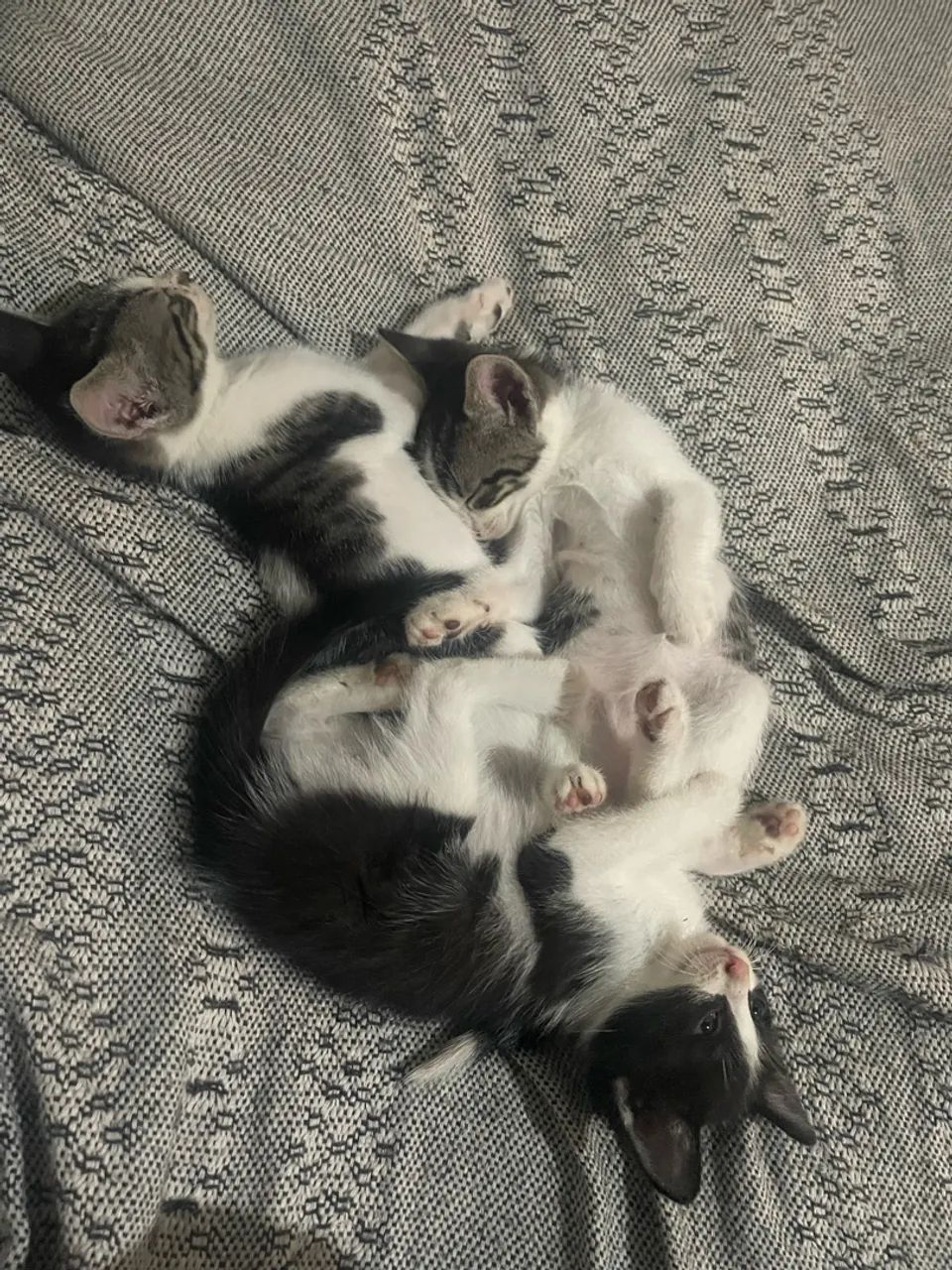 Doação de gatinhos  - Foto 2