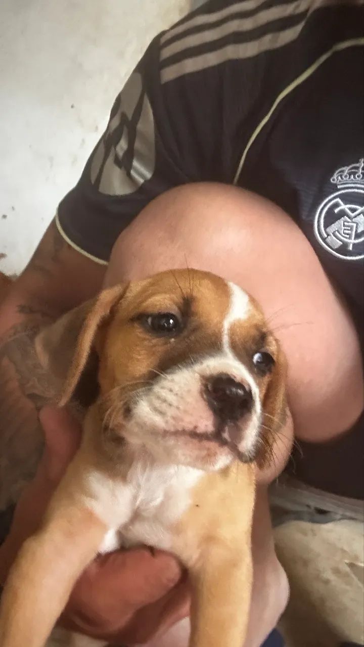 Doação filhote - Foto 2