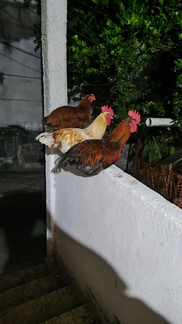 Galos de raça 